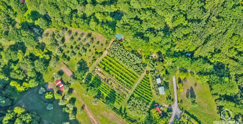 L’ULIVETO DELLA COSTA – Terreno Agricolo con Ulivi